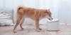 Picture of Xiaomi Mi Smart Pet Fountain EU